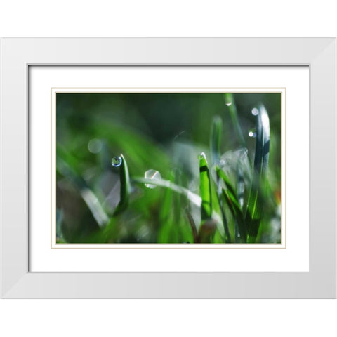 Dew Drops I White Modern Wood Framed Art Print with Double Matting by White, Leesa