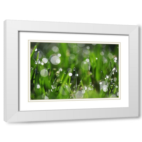 Dew Drops II White Modern Wood Framed Art Print with Double Matting by White, Leesa