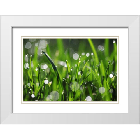 Dew Drops III White Modern Wood Framed Art Print with Double Matting by White, Leesa