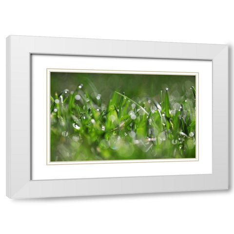 Dew Drops IV White Modern Wood Framed Art Print with Double Matting by White, Leesa