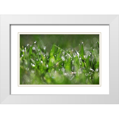 Dew Drops IV White Modern Wood Framed Art Print with Double Matting by White, Leesa