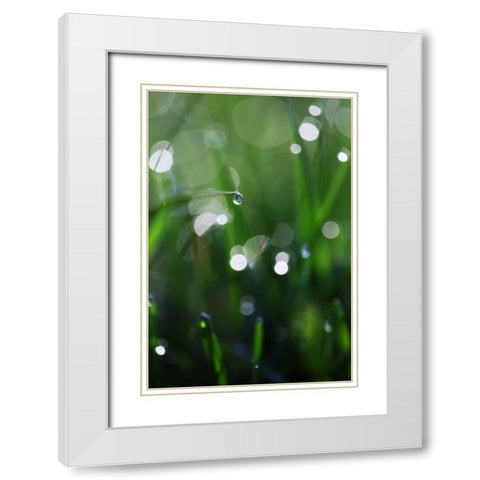 Dew Drops V White Modern Wood Framed Art Print with Double Matting by White, Leesa