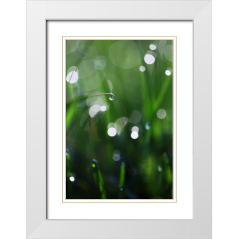 Dew Drops V White Modern Wood Framed Art Print with Double Matting by White, Leesa