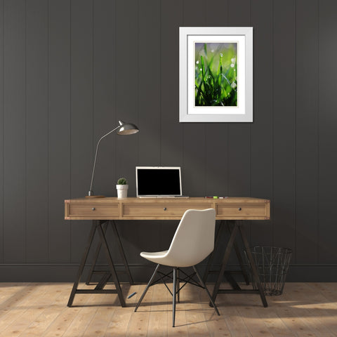 Dew Drops VI White Modern Wood Framed Art Print with Double Matting by White, Leesa