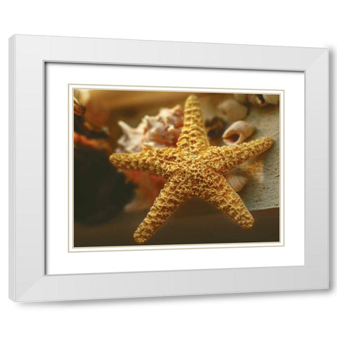 Starfish I White Modern Wood Framed Art Print with Double Matting by Clayton-Thompson, Philip