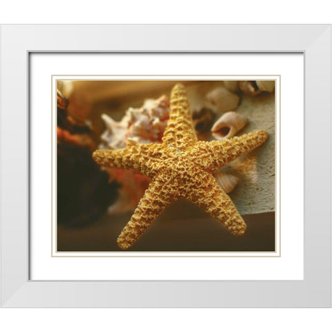 Starfish I White Modern Wood Framed Art Print with Double Matting by Clayton-Thompson, Philip