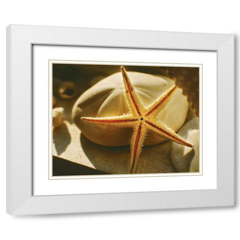 Starfish II White Modern Wood Framed Art Print with Double Matting by Clayton-Thompson, Philip