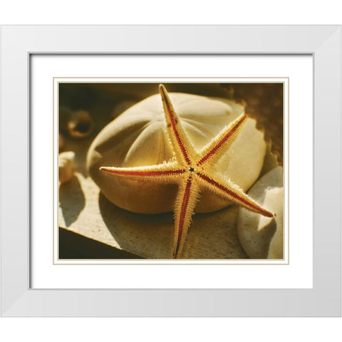 Starfish II White Modern Wood Framed Art Print with Double Matting by Clayton-Thompson, Philip