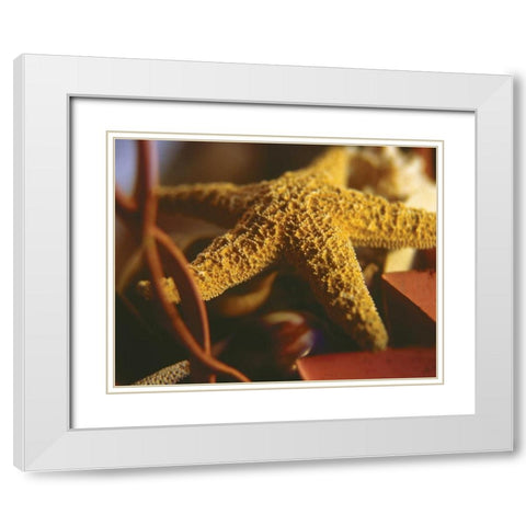 Starfish IV White Modern Wood Framed Art Print with Double Matting by Clayton-Thompson, Philip