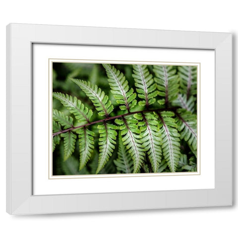 Fern Detail White Modern Wood Framed Art Print with Double Matting by Head, Danny