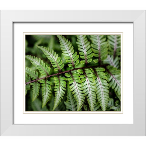Fern Detail White Modern Wood Framed Art Print with Double Matting by Head, Danny