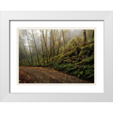 Rain Forest White Modern Wood Framed Art Print with Double Matting by Head, Danny