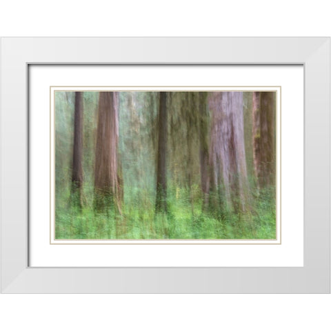 Woodland Abstract White Modern Wood Framed Art Print with Double Matting by Head, Danny