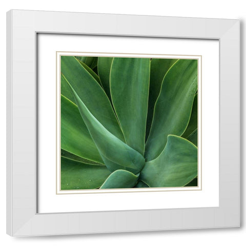 Tropical Macro I White Modern Wood Framed Art Print with Double Matting by Head, Danny