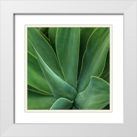 Tropical Macro I White Modern Wood Framed Art Print with Double Matting by Head, Danny