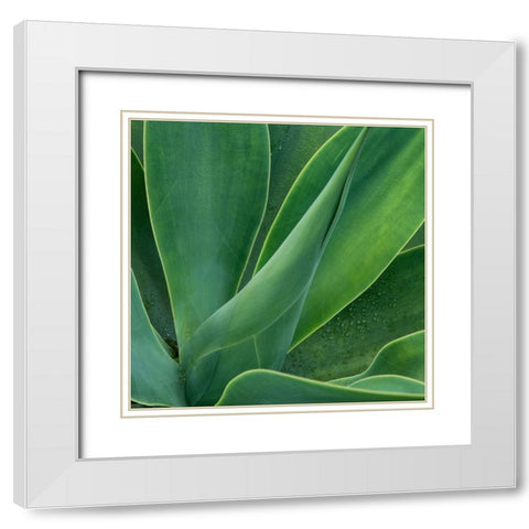 Tropical Macro II White Modern Wood Framed Art Print with Double Matting by Head, Danny