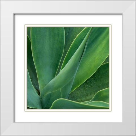 Tropical Macro II White Modern Wood Framed Art Print with Double Matting by Head, Danny