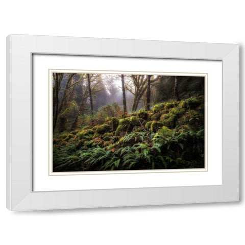 Fern Bank White Modern Wood Framed Art Print with Double Matting by Head, Danny