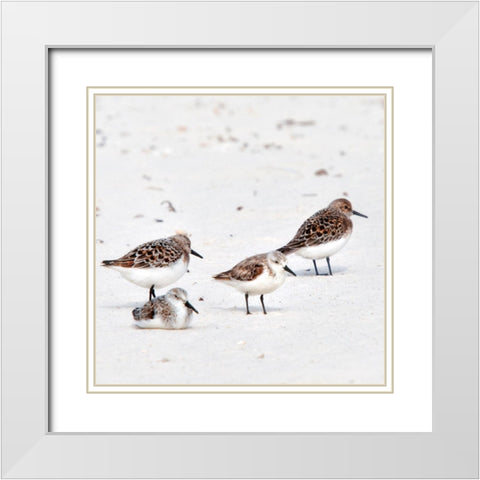 Resting Sandpipers White Modern Wood Framed Art Print with Double Matting by Head, Danny