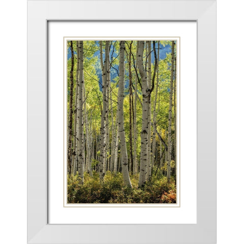 Aspen Trunks II White Modern Wood Framed Art Print with Double Matting by Head, Danny