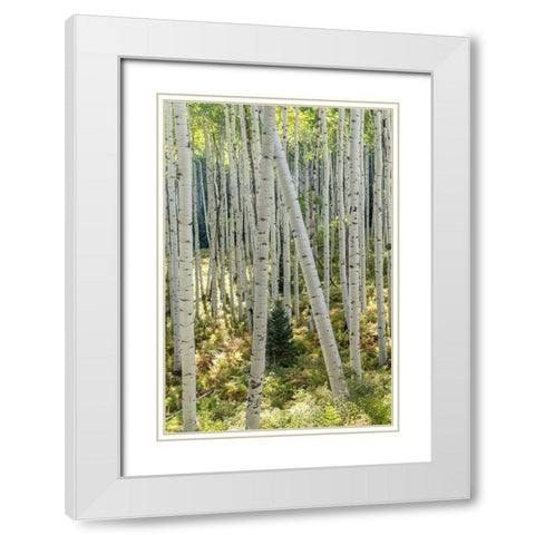 Aspen Trunks IV White Modern Wood Framed Art Print with Double Matting by Head, Danny