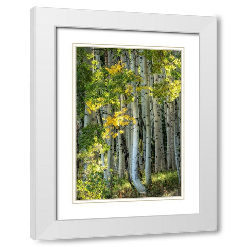 Aspen Trunks VI White Modern Wood Framed Art Print with Double Matting by Head, Danny