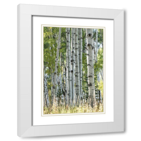 Aspen Trunks VII White Modern Wood Framed Art Print with Double Matting by Head, Danny
