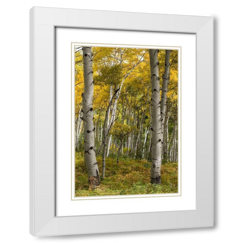 Autumn Aspens I White Modern Wood Framed Art Print with Double Matting by Head, Danny