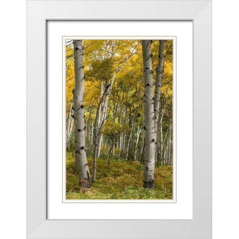 Autumn Aspens I White Modern Wood Framed Art Print with Double Matting by Head, Danny