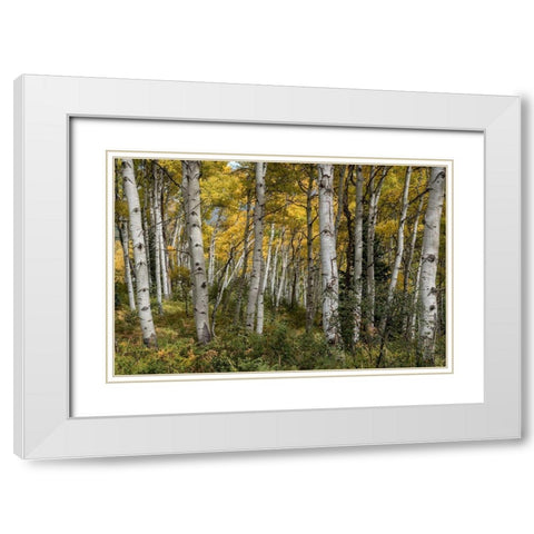 Autumn Grove II White Modern Wood Framed Art Print with Double Matting by Head, Danny