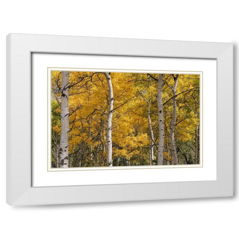 Autumn GroveI White Modern Wood Framed Art Print with Double Matting by Head, Danny