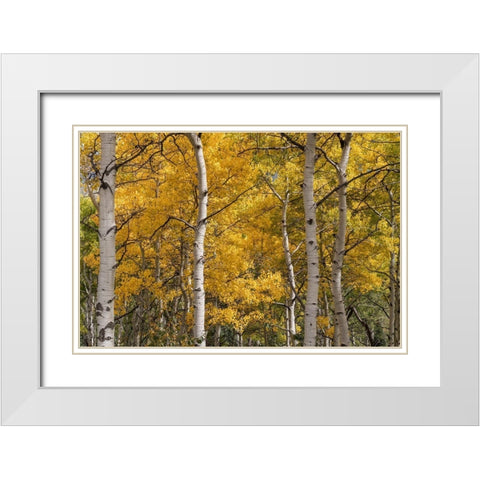 Autumn GroveI White Modern Wood Framed Art Print with Double Matting by Head, Danny
