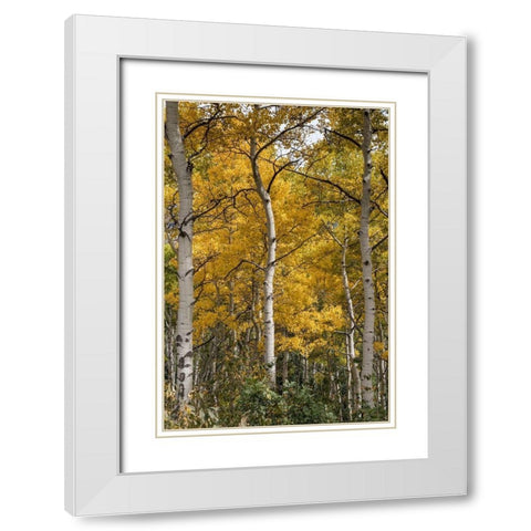 Autumn Aspens II White Modern Wood Framed Art Print with Double Matting by Head, Danny
