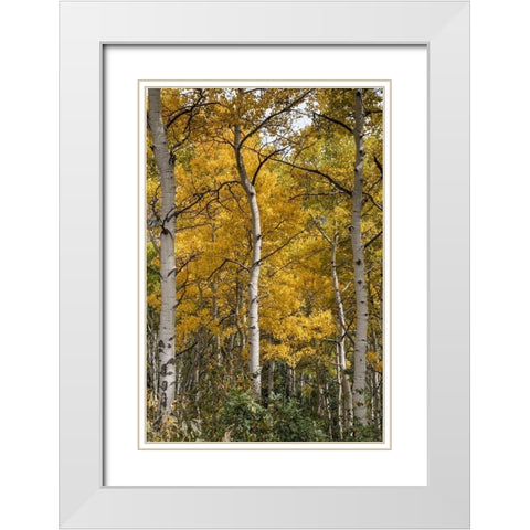 Autumn Aspens II White Modern Wood Framed Art Print with Double Matting by Head, Danny