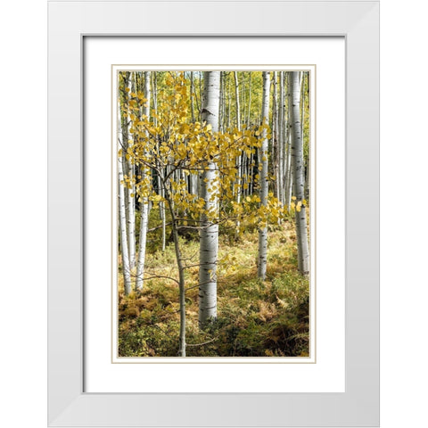 Autumn Aspens III White Modern Wood Framed Art Print with Double Matting by Head, Danny