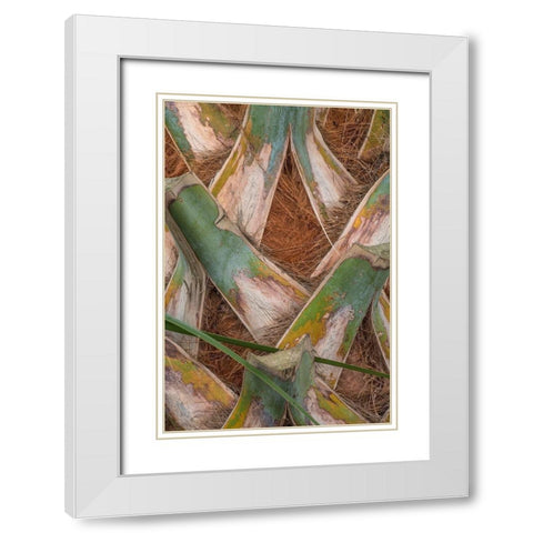 Palm Trunk Detail II White Modern Wood Framed Art Print with Double Matting by Head, Danny
