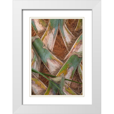 Palm Trunk Detail II White Modern Wood Framed Art Print with Double Matting by Head, Danny