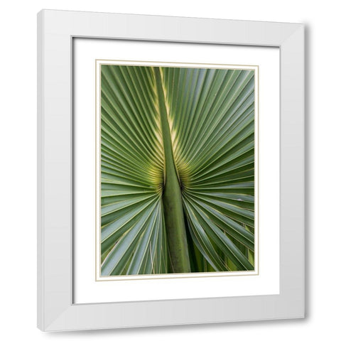 Palm Detail I White Modern Wood Framed Art Print with Double Matting by Head, Danny