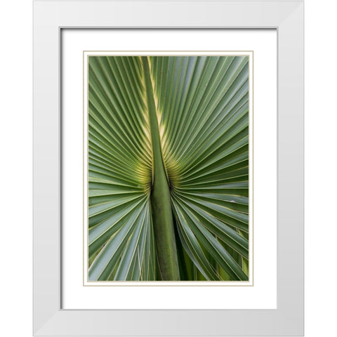 Palm Detail I White Modern Wood Framed Art Print with Double Matting by Head, Danny