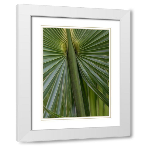 Palm Detail II White Modern Wood Framed Art Print with Double Matting by Head, Danny