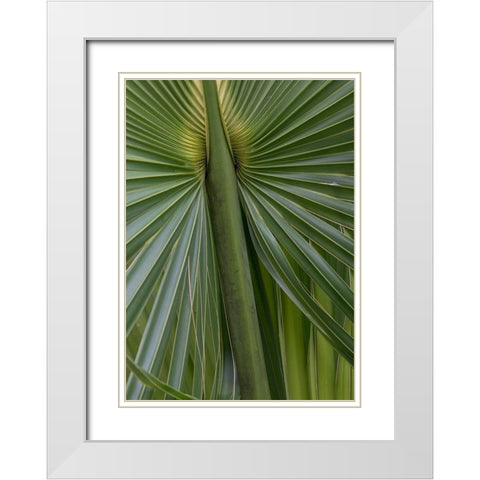 Palm Detail II White Modern Wood Framed Art Print with Double Matting by Head, Danny