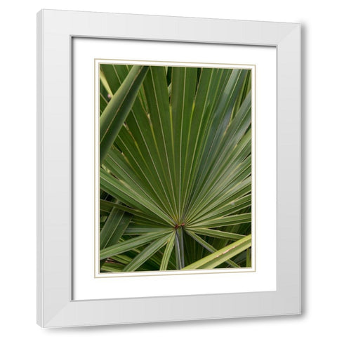 Palm Detail III White Modern Wood Framed Art Print with Double Matting by Head, Danny