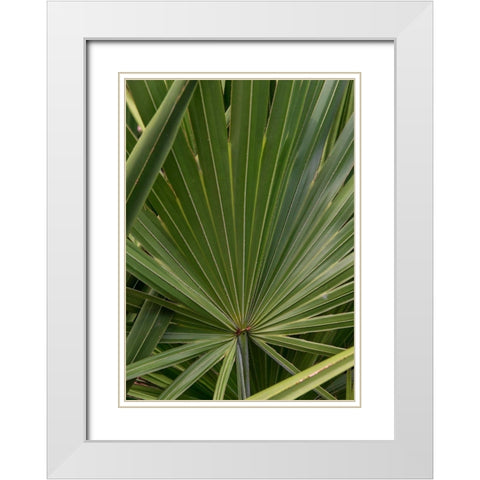 Palm Detail III White Modern Wood Framed Art Print with Double Matting by Head, Danny