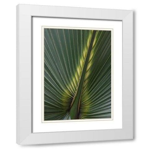 Palm Detail IV White Modern Wood Framed Art Print with Double Matting by Head, Danny