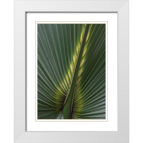 Palm Detail IV White Modern Wood Framed Art Print with Double Matting by Head, Danny
