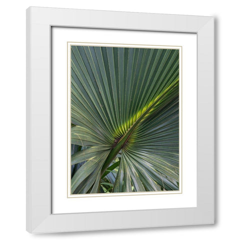 Palm Detail V White Modern Wood Framed Art Print with Double Matting by Head, Danny