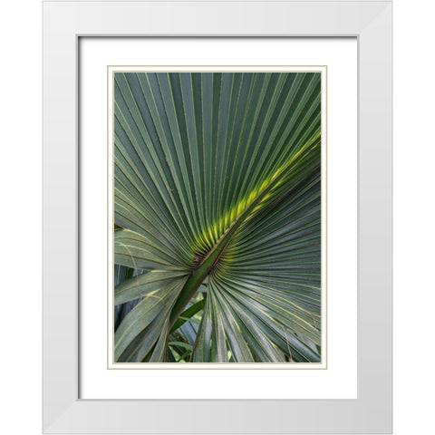 Palm Detail V White Modern Wood Framed Art Print with Double Matting by Head, Danny