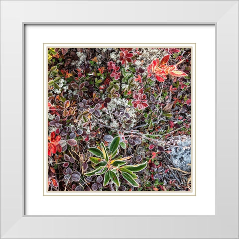 Ground Cover I White Modern Wood Framed Art Print with Double Matting by Head, Danny