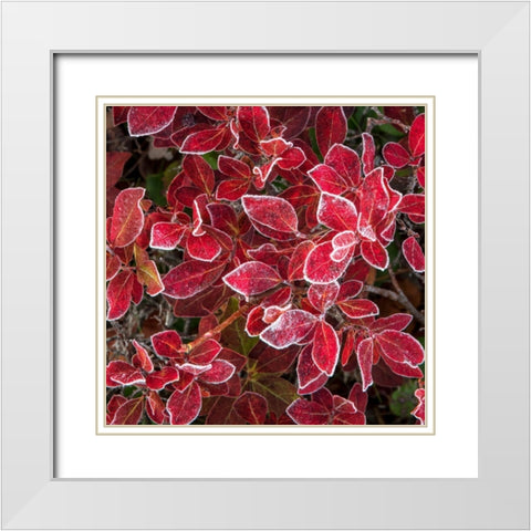 Ground Cover III White Modern Wood Framed Art Print with Double Matting by Head, Danny