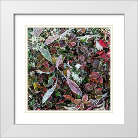 Ground Cover IV White Modern Wood Framed Art Print with Double Matting by Head, Danny